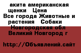 акита американская.щенки › Цена ­ 75 000 - Все города Животные и растения » Собаки   . Новгородская обл.,Великий Новгород г.